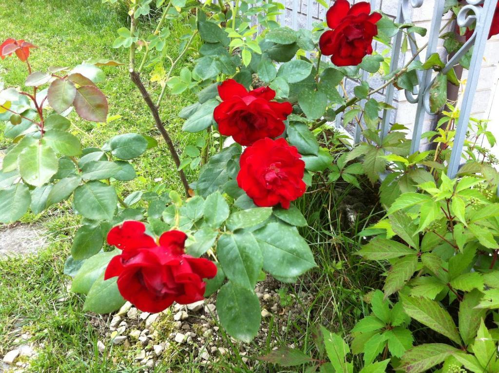 B&B Cherry En Rose Lezzeno Eksteriør bilde